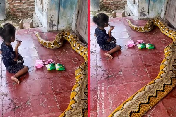 ரெட்டிகுலேட்டட் பாம்பு